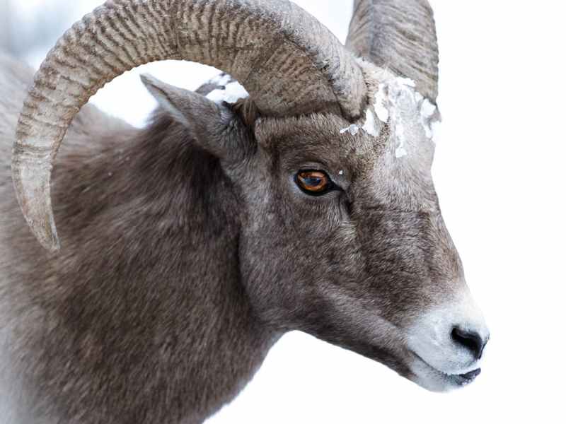 Pässi, pässimpi, koronapassi