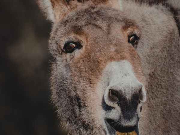 THL haluaa vähentää hoitajien&nbsp;määrää